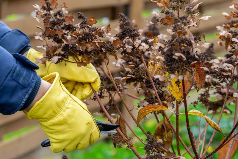 Vine Removal Cost Guide — Cost of Vine Removal