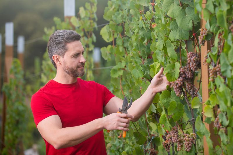 Invasive Vine Species