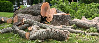 Local Tree Services