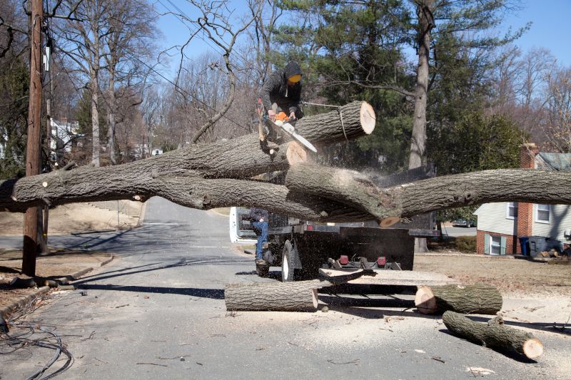 Willow Tree Removal in Doylestown, PA